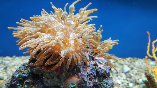 Pet Store «Oak Park Natural Pet & Fish», reviews and photos, 23 N Harlem Ave, Oak Park, IL 60302, USA