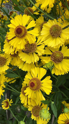 Vidéos hôtels Dedlerhaus 82487 Oberammergau