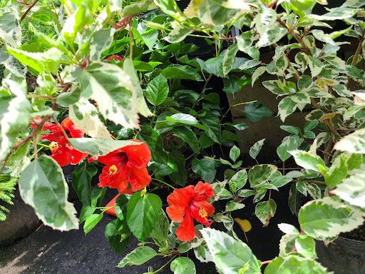 Hardware Store «Proctor Ace Hardware», reviews and photos, 5723 University Blvd W, Jacksonville, FL 32216, USA