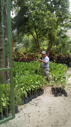 VIVERO LAS PALMAS CANCUN