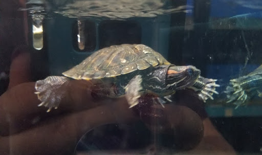 Pet Supply Store «Petco Animal Supplies», reviews and photos, 911 N Stratford Rd c, Moses Lake, WA 98837, USA