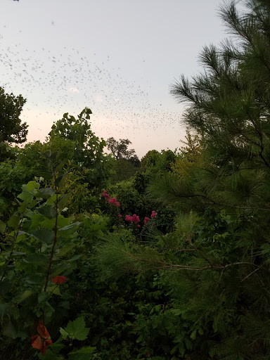 Tourist Attraction «Waugh Drive Bat Colony», reviews and photos, Waugh Dr, Houston, TX 77002, USA