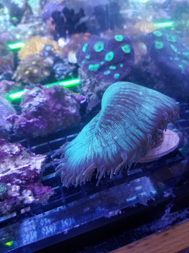 Tropical Fish Store «Wet Pets», reviews and photos, 520 Hartford Turnpike # X, Vernon, CT 06066, USA