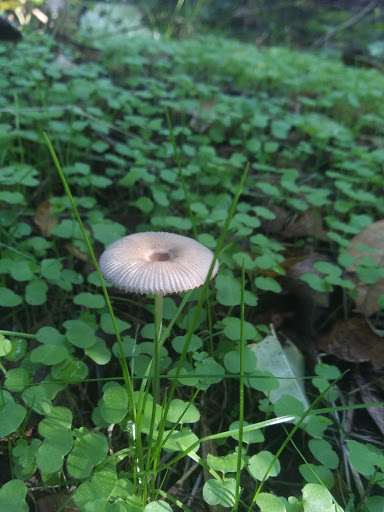 Park «Guy Lee Park», reviews and photos, 890 Darlene Ave, Springfield, OR 97477, USA