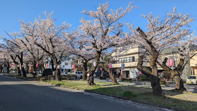 飯田市大宮通り桜並木