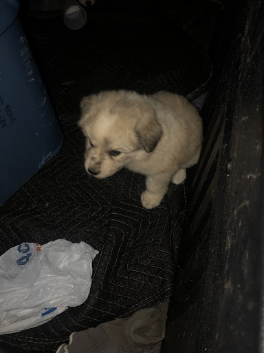 Animal Shelter «The Humane Society of Greater Kansas City», reviews and photos