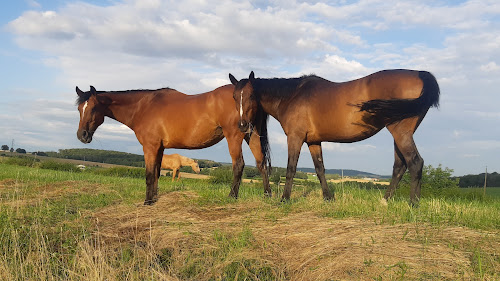 Haras du Val Des Charmes à Charmoille