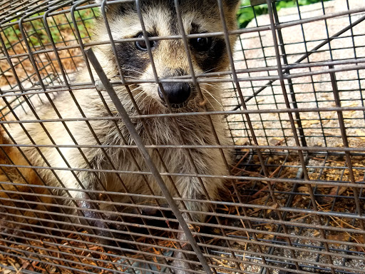 Pest Control Service «Critter Control», reviews and photos