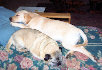 Pampered Pooch - Photo 5 - Car repair in Eugene, OR, Eugene