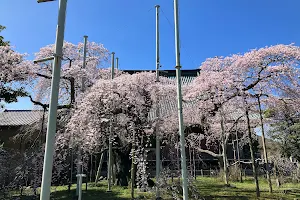 般若院の枝垂れ桜 image