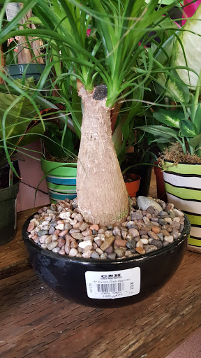 Hardware Store «Orchard Supply Hardware», reviews and photos, 1440 Fitzgerald Dr, Pinole, CA 94564, USA