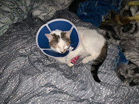 Animal Medical Clinic of Chesapeake - Photo 4 - Car repair in Chesapeake, VA, Virginia Beach