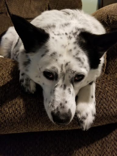 Barber Shop «Star Barber Shop», reviews and photos, 1017 Pat Booker Rd, Universal City, TX 78148, USA