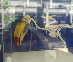 Morphology Museum photo