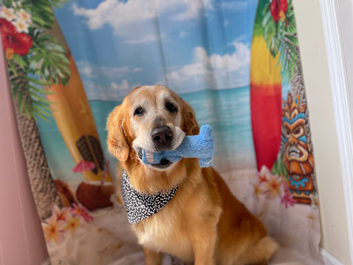 Posh Paws of Lake Bluff