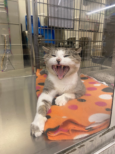 Pet Supply Store «PetSmart», reviews and photos, 70 Worcester-Providence Turnpike #240, Millbury, MA 01527, USA