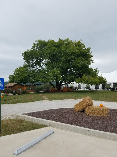 Vineyard «Noboleis Vineyards», reviews and photos, 100 Hemsath Rd, Augusta, MO 63332, USA
