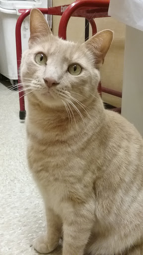 Pet Supply Store «PetSmart», reviews and photos, 5857 NJ-42, Turnersville, NJ 08012, USA