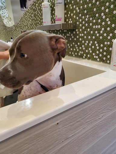 Pet Groomer «Bubbly Paws Dog Wash & Grooming», reviews and photos, 949 Grand Ave, St Paul, MN 55105, USA