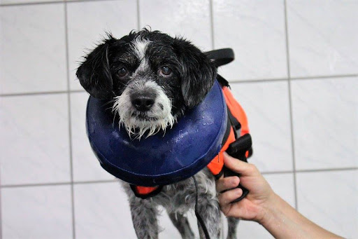 läuft-doch , Praxis für Hundephysiotherapie mit Hundeschwimmbad