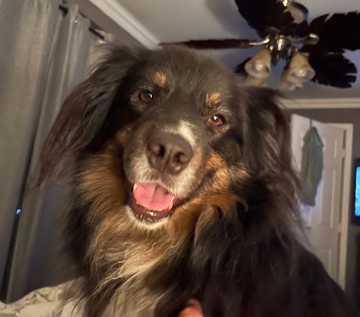 Animal Birth Control, LLC image