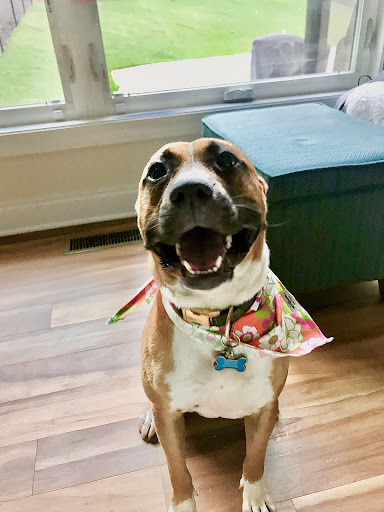 Pet Supply Store «PetSmart», reviews and photos, 139 Rolling Hills Cir, Easley, SC 29640, USA