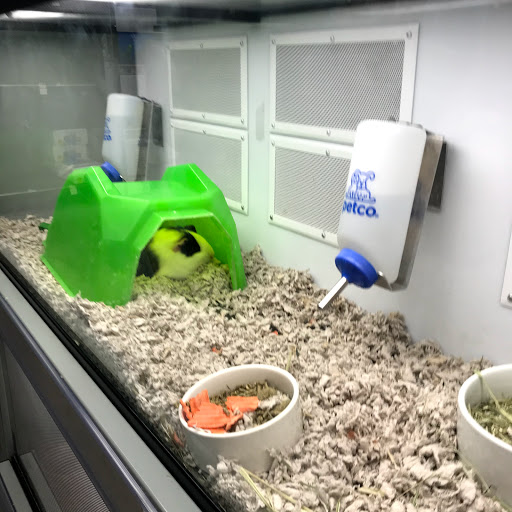 Pet Supply Store «Petco Animal Supplies», reviews and photos, 5263 Campbell Blvd, Nottingham, MD 21236, USA