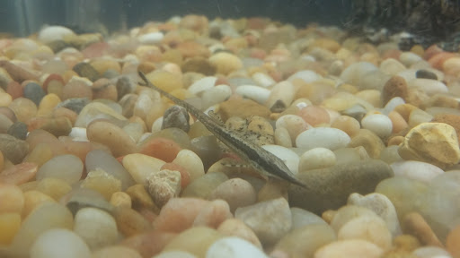 Pet Store «Pet Kingdom», reviews and photos, 2302 Central Ave, Kearney, NE 68847, USA