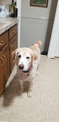 Pet Supply Store «Pet Supplies Plus», reviews and photos, 22124 Ecorse Rd, Taylor, MI 48180, USA