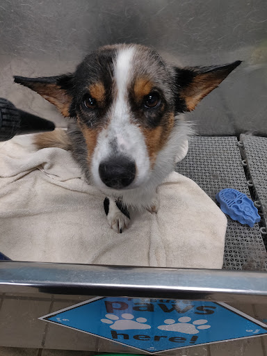 Pet Supply Store «Pet Supplies Plus», reviews and photos, 180 N Randall Rd, North Aurora, IL 60542, USA