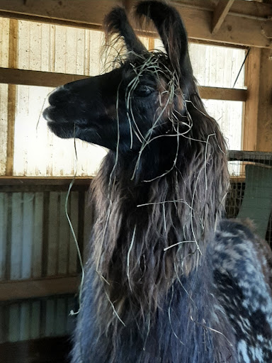 Farm «Dakota Ridge Farm», reviews and photos, 189 E High St, Ballston Spa, NY 12020, USA