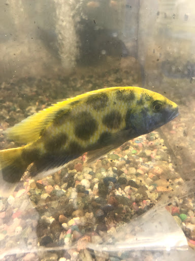 Tropical Fish Store «Aqua Mart Aquariums», reviews and photos, 1620 S Washington Ave, Titusville, FL 32780, USA