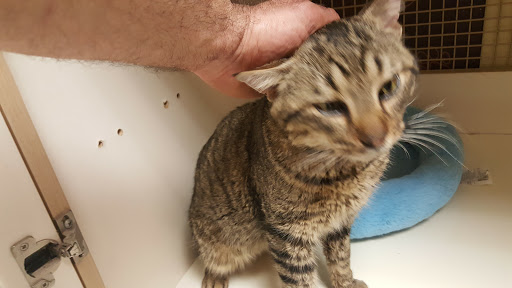 Pet Supply Store «Petco Animal Supplies», reviews and photos, 30 Veterans Memorial Hwy, Commack, NY 11725, USA