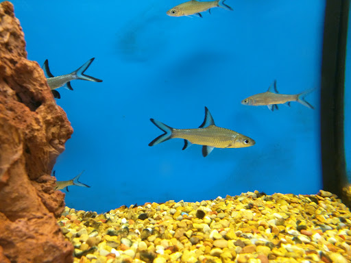 Pet Supply Store «Petco Animal Supplies», reviews and photos, 3012 Bridgepointe Pkwy, San Mateo, CA 94404, USA