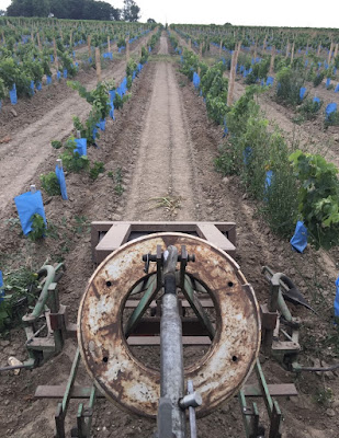 Clos De Verdun- Vignoble Joannon à Valeyrac