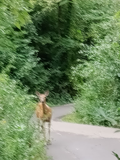 Nature Preserve «Red Oaks Nature Center», reviews and photos, 30300 Hales St, Madison Heights, MI 48071, USA