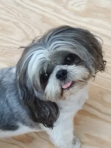 Pet Supply Store «PetSmart», reviews and photos, 13000 Aurora Ave N, Seattle, WA 98133, USA