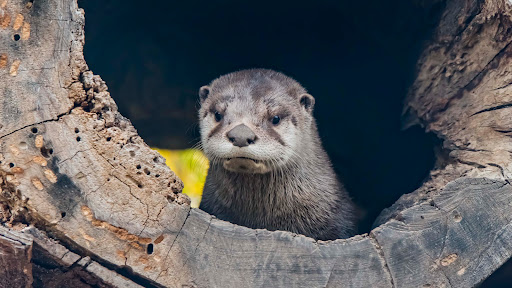 Zoo «Milwaukee County Zoo», reviews and photos, 10001 W Bluemound Rd, Milwaukee, WI 53226, USA