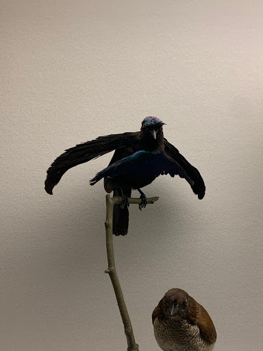 Art Museum «Carnegie Museum of Art», reviews and photos, 4400 Forbes Ave, Pittsburgh, PA 15213, USA