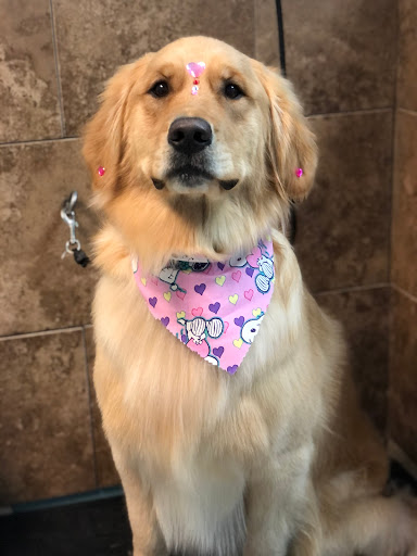 Pet Store «Canine Carousel», reviews and photos, 43135 Broadlands Center Plaza #129, Ashburn, VA 20148, USA