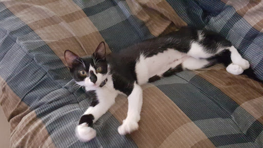 Pet Supply Store «Pet Supermarket», reviews and photos, 7822 Gall Blvd, Zephyrhills, FL 33541, USA