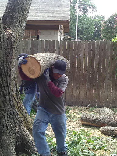 Dallas Tree Removal Services