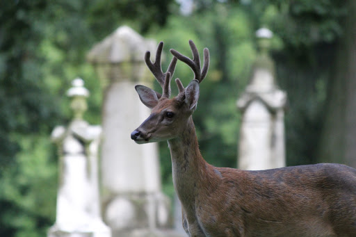 Cemetery «Crown Hill Funeral Home and Cemetery», reviews and photos, 700 38th St, Indianapolis, IN 46208, USA