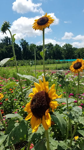 Farm «Manoff Market Gardens», reviews and photos, 3157 Comfort Rd, Solebury, PA 18963, USA