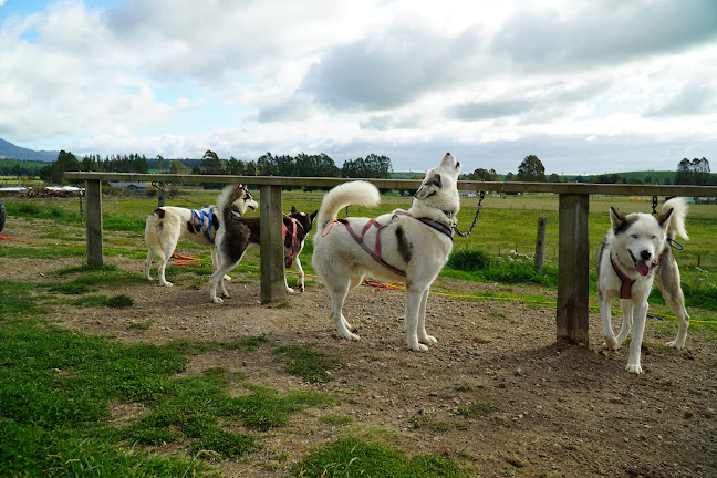 Timberline Racing Siberian Huskies - Hamilton