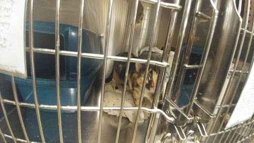 Pet Supply Store «PetSmart», reviews and photos, 145 Promenade Blvd, Bridgewater, NJ 08807, USA