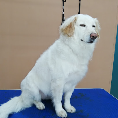 Peluquería Estilo Canino - Servicios para mascota en Málaga