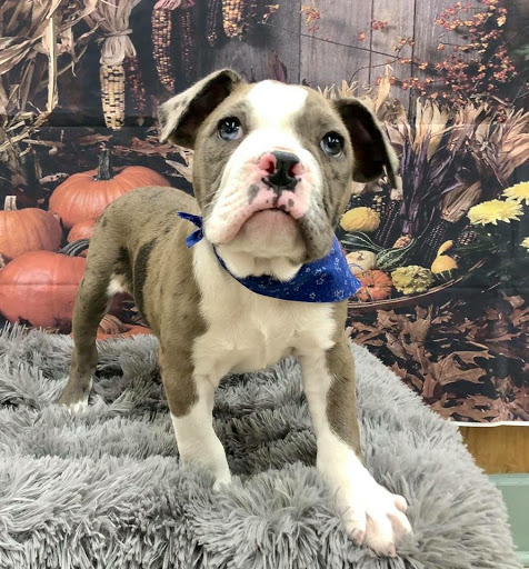 Pet Store «Happiness Is Pets Vi», reviews and photos, 616 E Roosevelt Rd, Lombard, IL 60148, USA