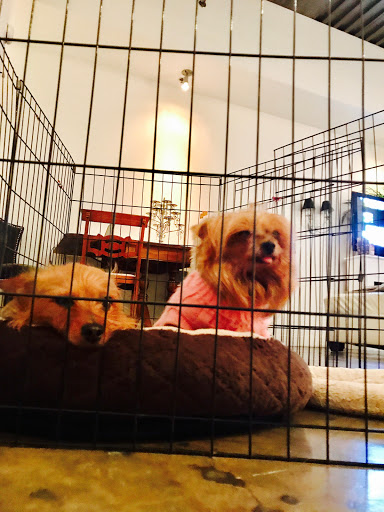 Pet Store «Downtown Pawz», reviews and photos, 1623 Main St #106, Dallas, TX 75201, USA