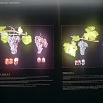 Photo n°10 de l'avis de Valentina.e fait le 13/07/2022 à 21:03 sur le  Masi Tenuta Canova à Lazise